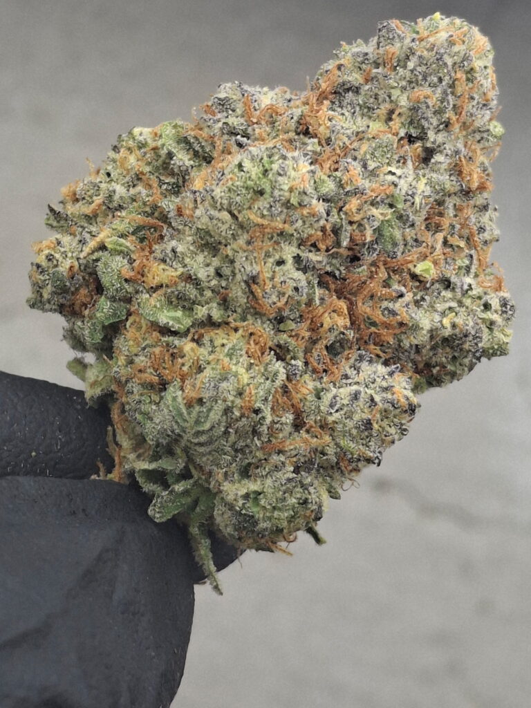 Mahi Mahi